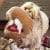 Profile picture of iMage